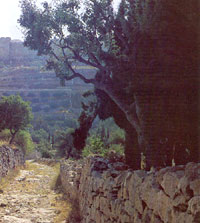 A slope of the Mount of Olives.